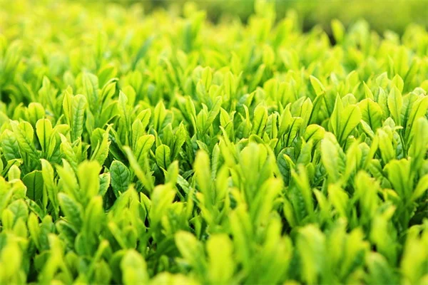 自播き花は増えすぎない！私が5年間試して確信した6種の行儀の良い花