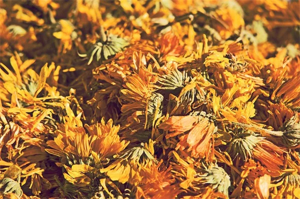 5月のツツジ剪定は絶対に遅らせるな！来年の花を確実にする5つの手入れ