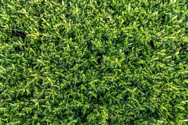 美しい家庭菜園の作り方——プロが教える6つの具体的方法