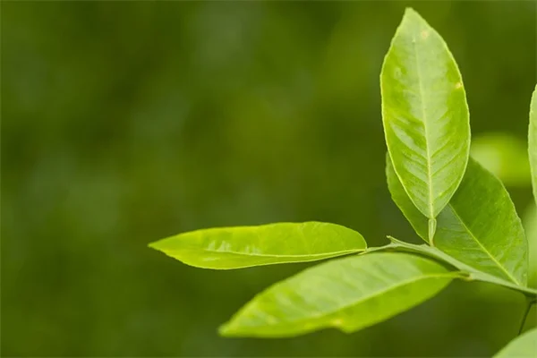 避けるべき侵略的グラウンドカバー5選と代わりに植えるべき原生植物のすすめ