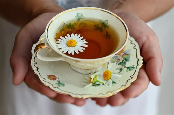 鉢植えダリアおすすめ品種9選｜ベランダで大輪の花を楽しむコツ