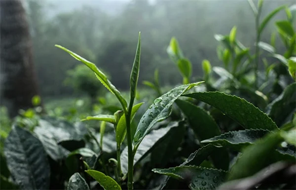ガーデングローアップとは？初心者でも簡単に始める6つの植物と美容術