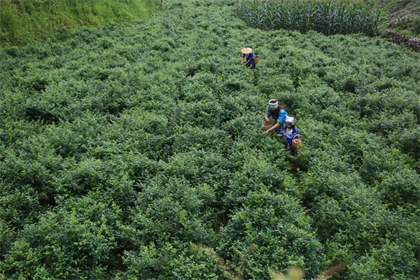 蝶々を呼ぶ5つの植栽レシピと実践するコツ